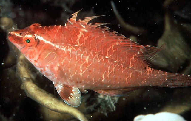  Pteragogus cryptus (Sneaky Wrasse)